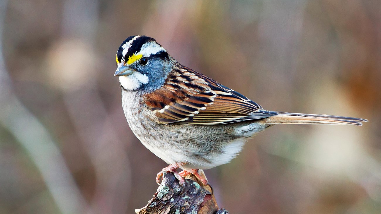 A small bird with brownish wings, white throat, and yellow eyebrows.