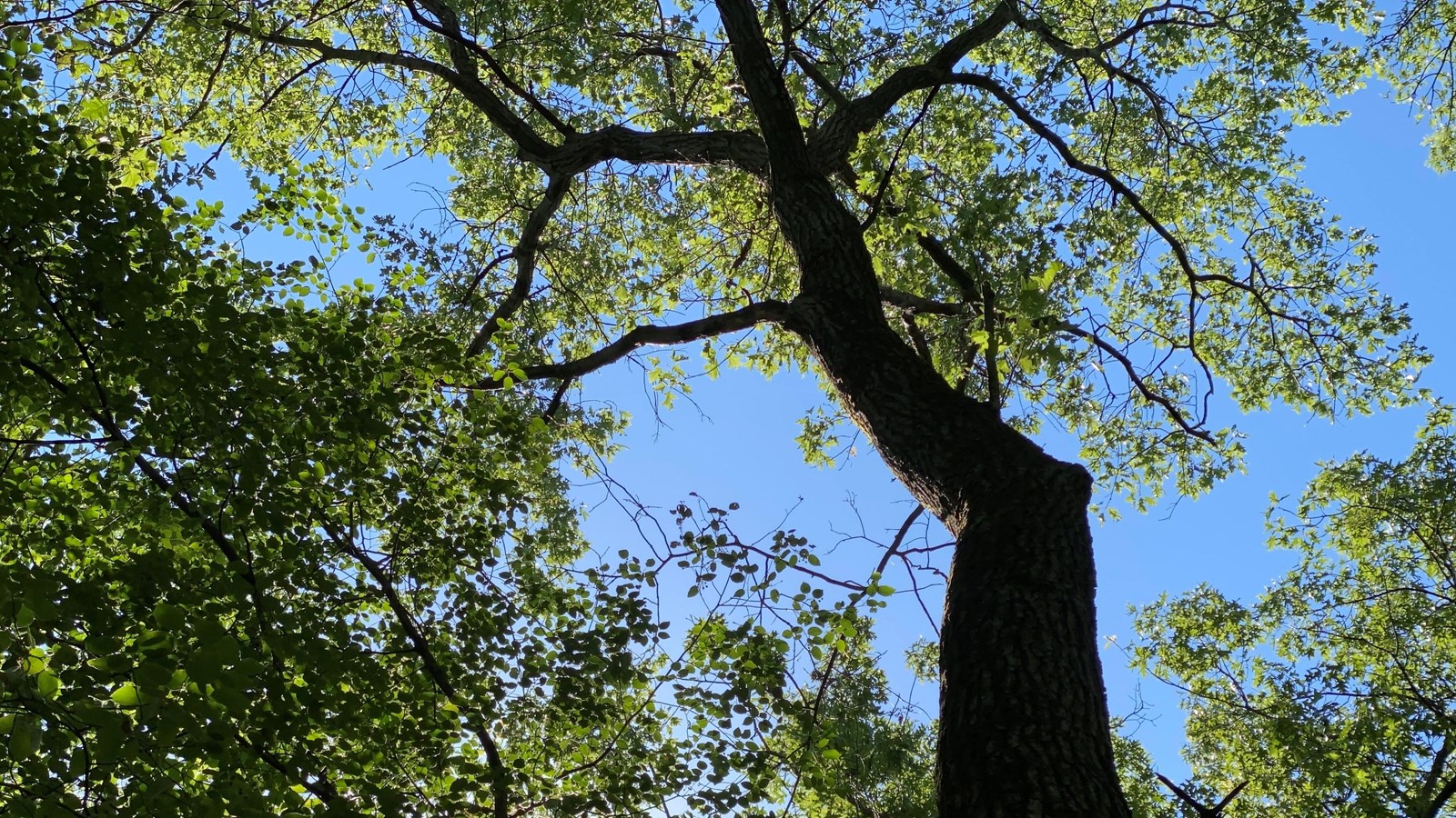 A tall oak tree reaches for the clear blue sky.  Green leaves provide shade to plants below.