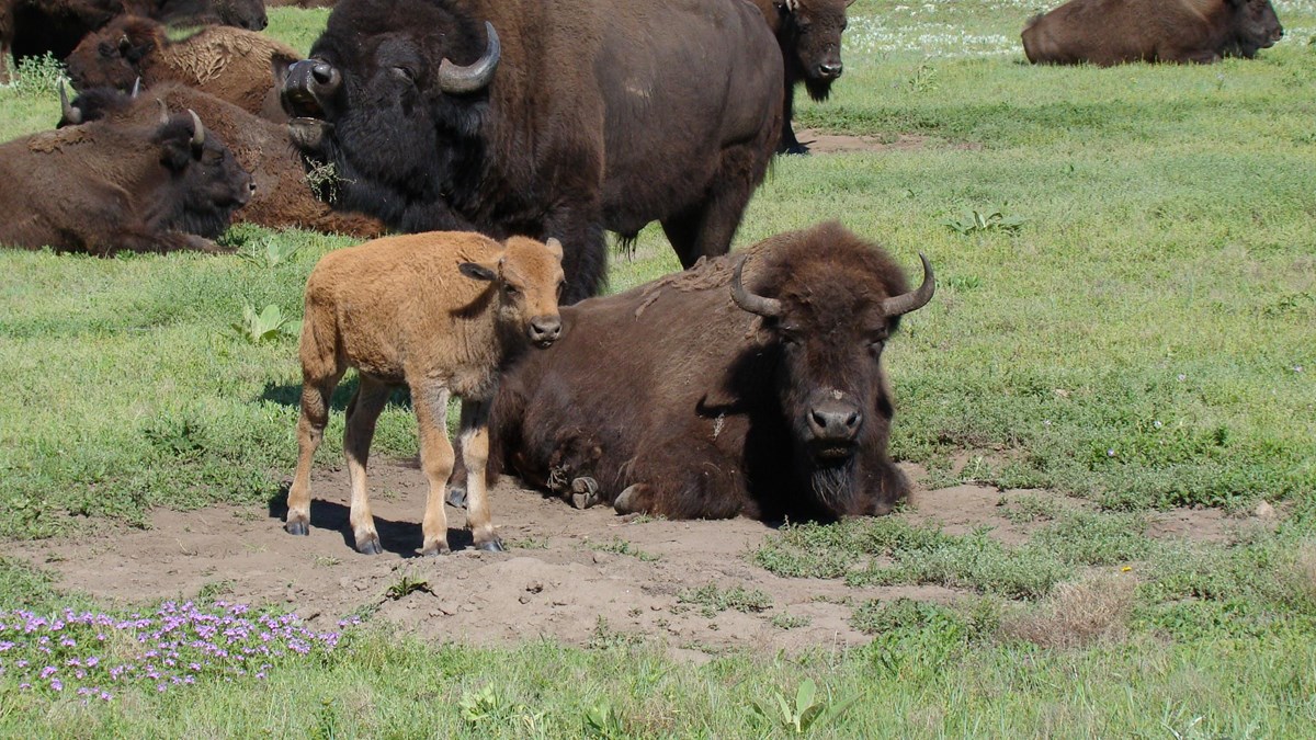 A bison herd is in a large green prairie field with a cinnamon calf next to a laying down cow.