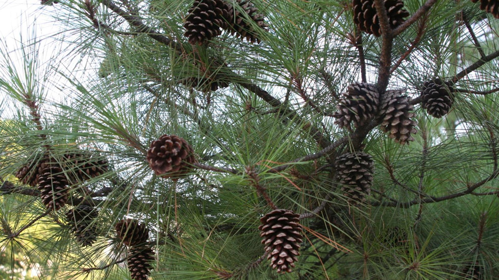 Pinecones and green needles dot a branch of a pine tree