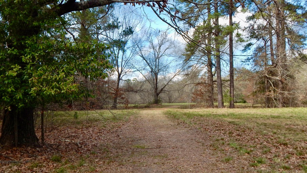 A flat, dirt path leading through woods.