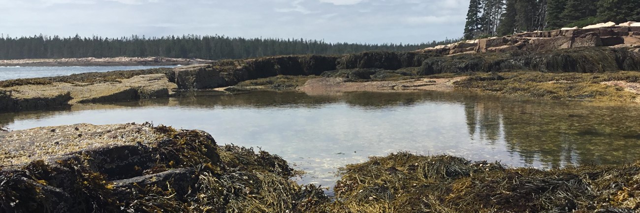 View from a tide pool of surrounding water and forest