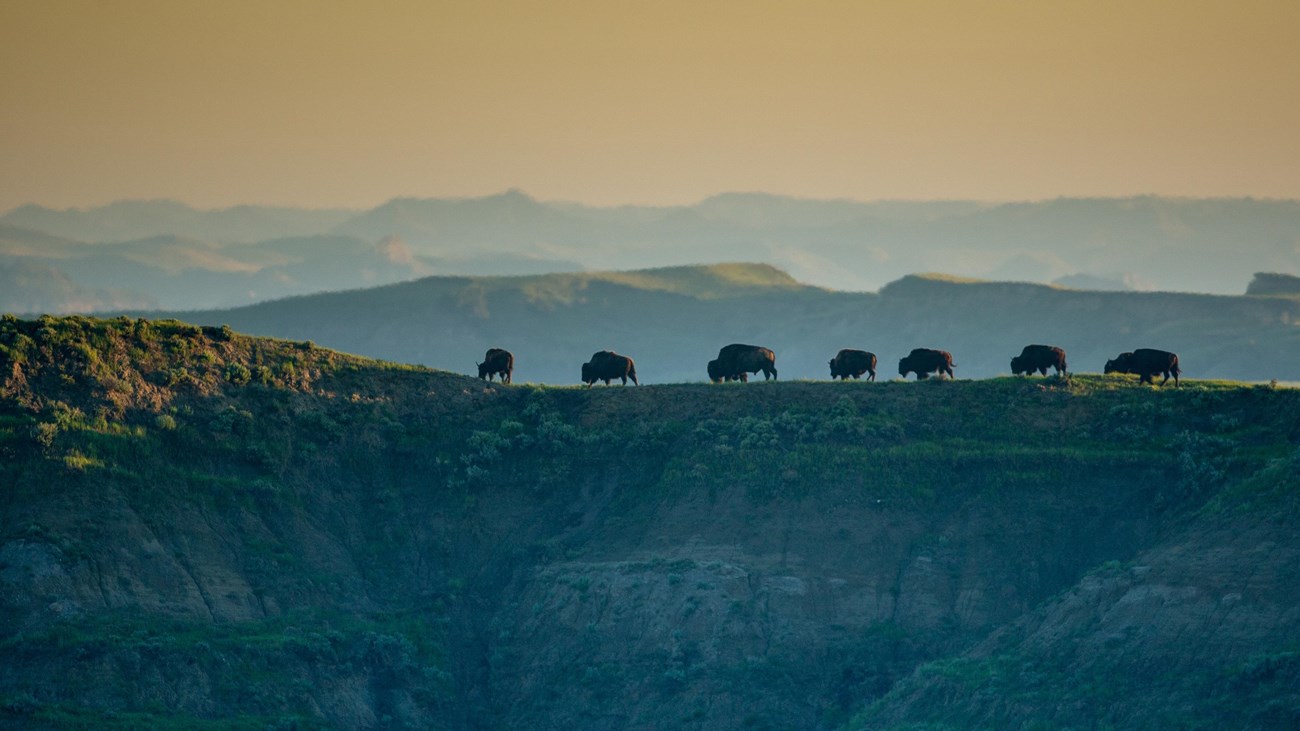 A group of bison cross a butte, the badlands dim behind them.