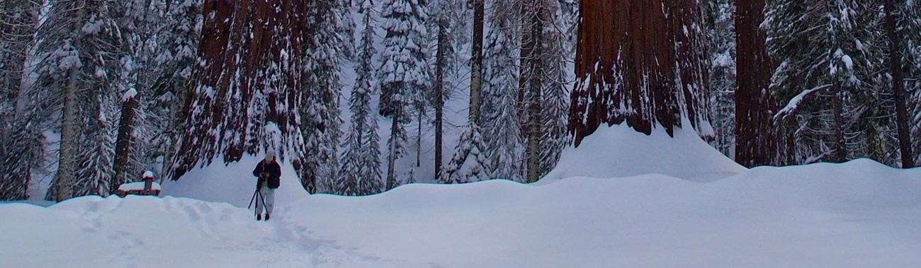 A hiker heads through snow toward sequoia trees