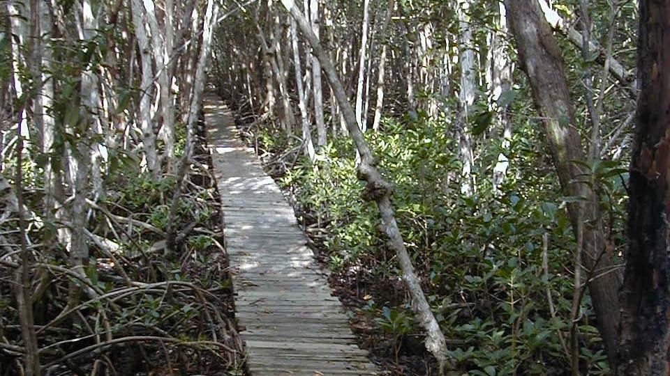 A wooden boardwalk through a dense forest of mangrove trees