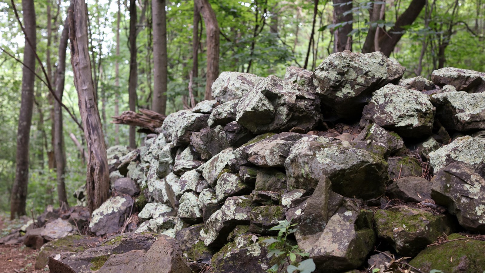 An historic rock wall is piled along the side of a trail in the woods.
