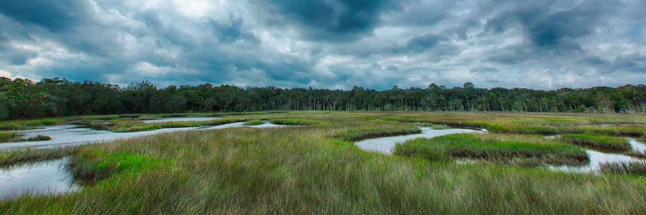green marsh grasses swirl under a vibrant cloudy sky