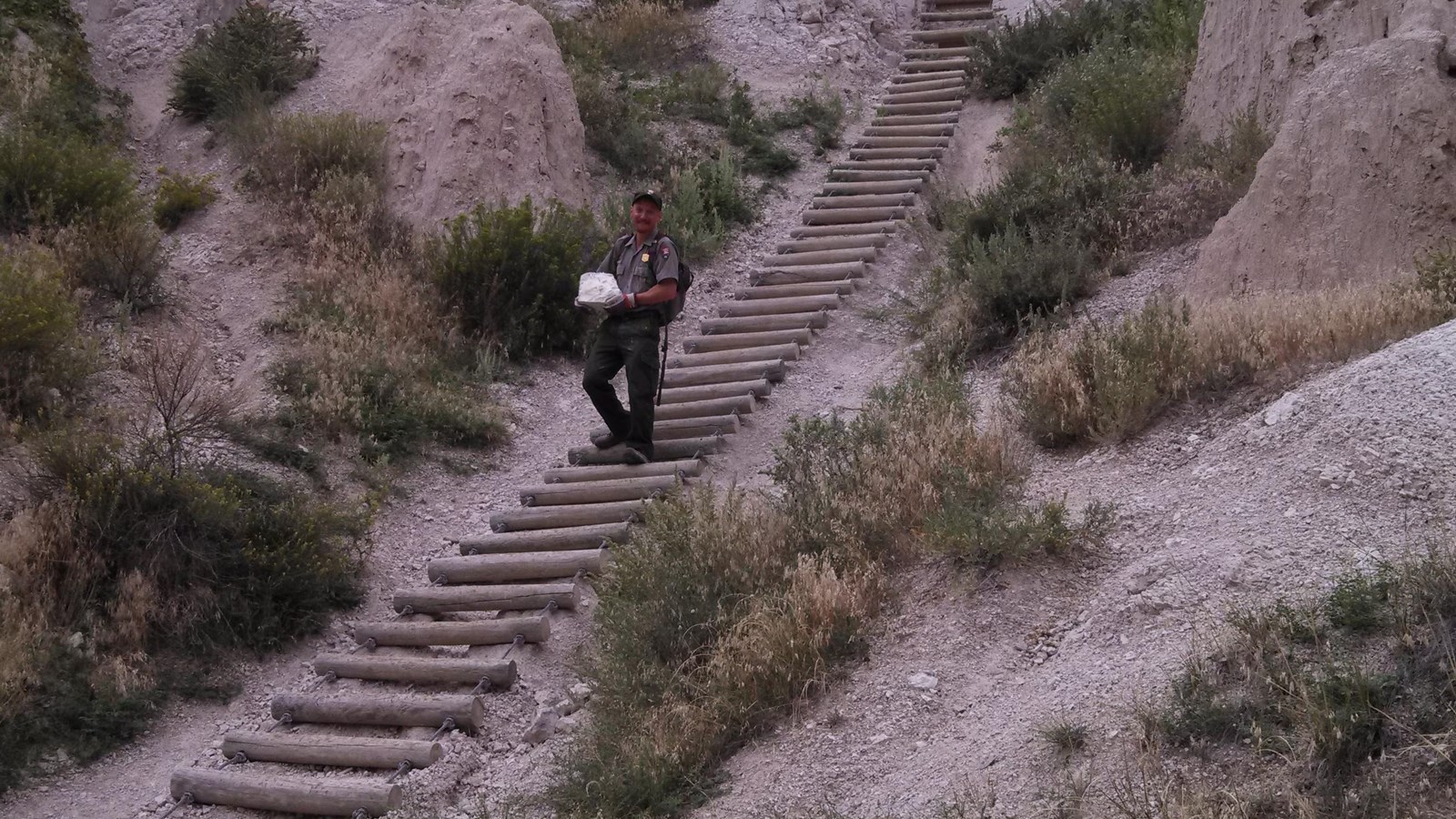 A uniformed park employee descends on wooden ladder with bushes and gray earth on either side.