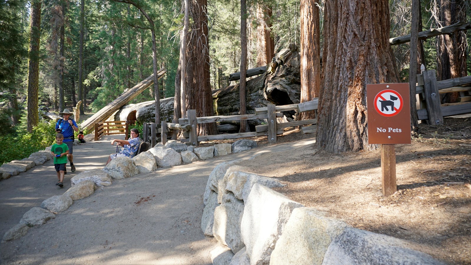 An asphalt path is flanked by rock walls and tall trees