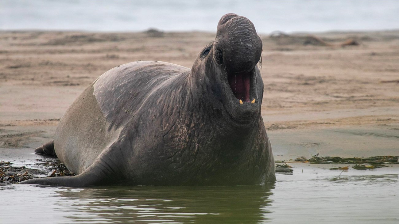 A bull elephant seal trumpets on the beach. Nubby but dangerous teeth are visible. 