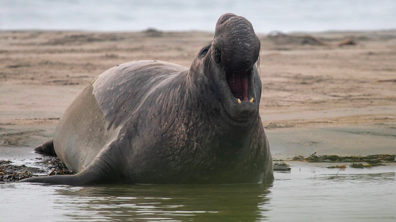 A bull elephant seal trumpets on the beach. Nubby but dangerous teeth are visible.