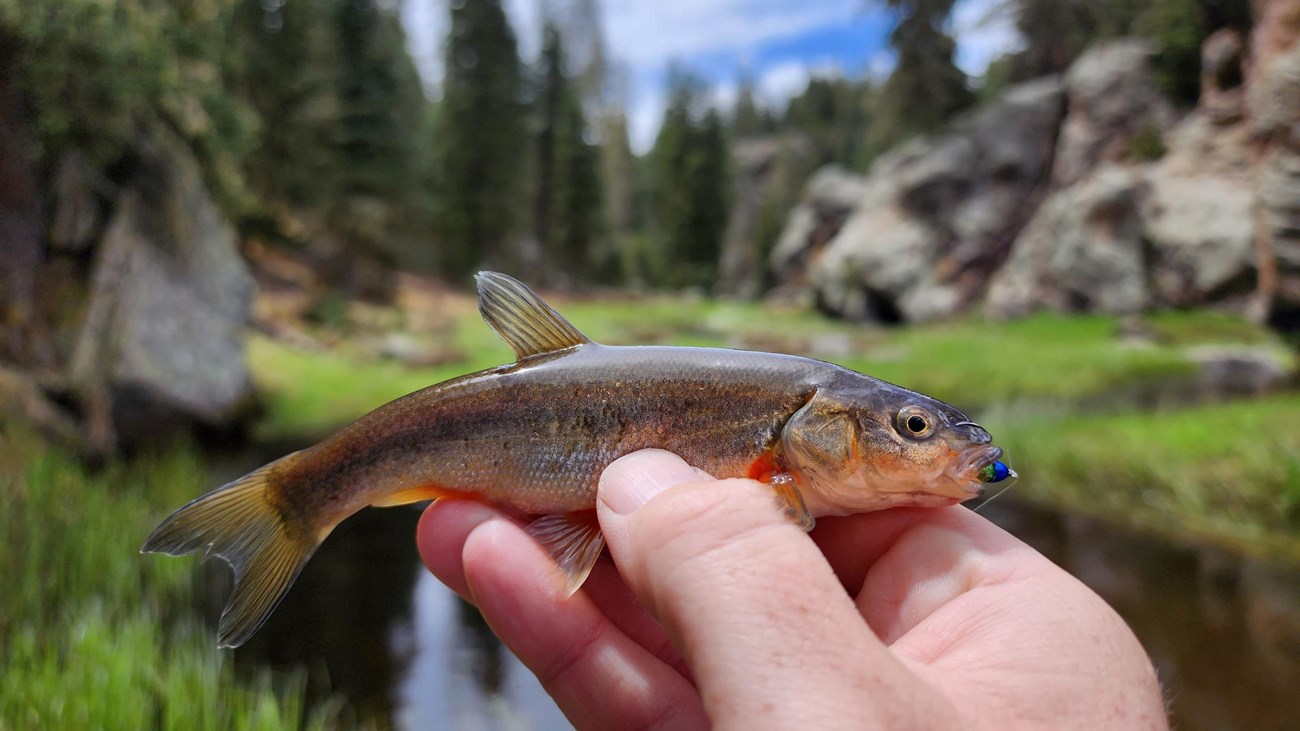 A small fish being held in a hand within a narrow valley next to a mountain stream.