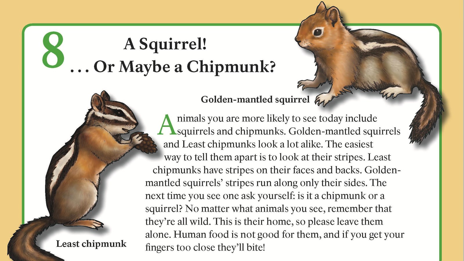 A squirrel and chipmunk snack on a nut