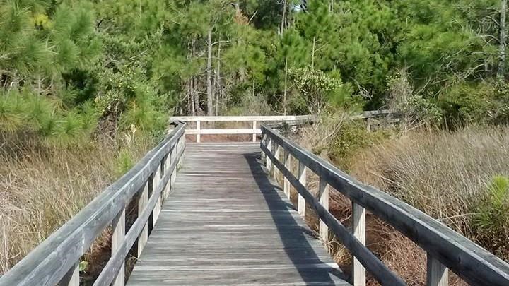 boardwalk through a green forest