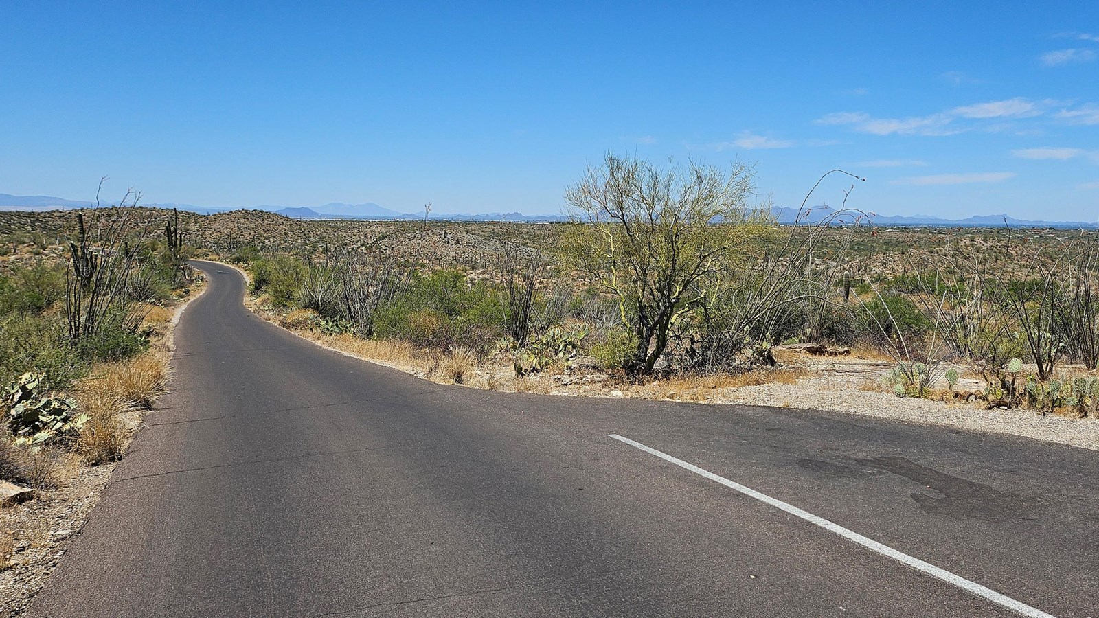 A paved road stretches to the left, into the distance. A pullout sits to the right. Cacti all around