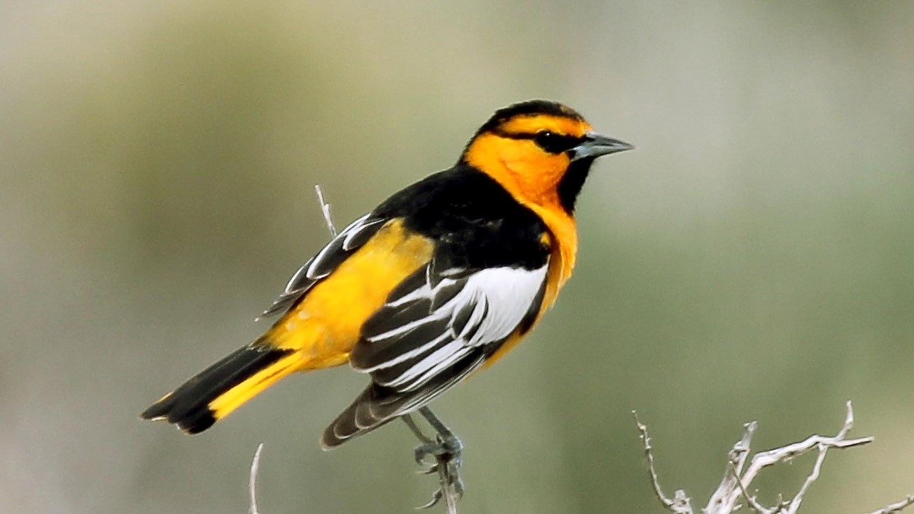 A Bullock\'s Oriele, yellow bird with black on its wings head and tail and white on wings.