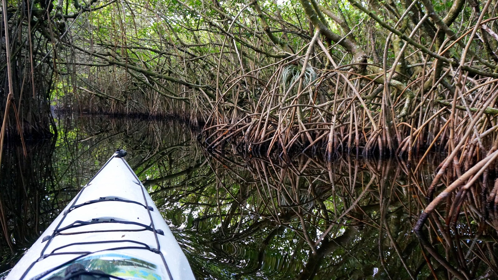 The bow of a kayak in the water and dense mangrove trees in front and to the side.