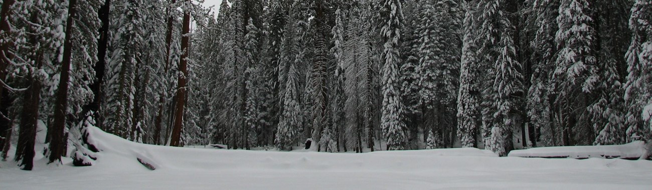 A snow covered meadow surrounded by tall trees