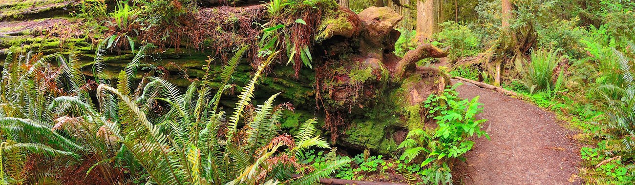 A Short Walk in the Northern Part of the Redwoods