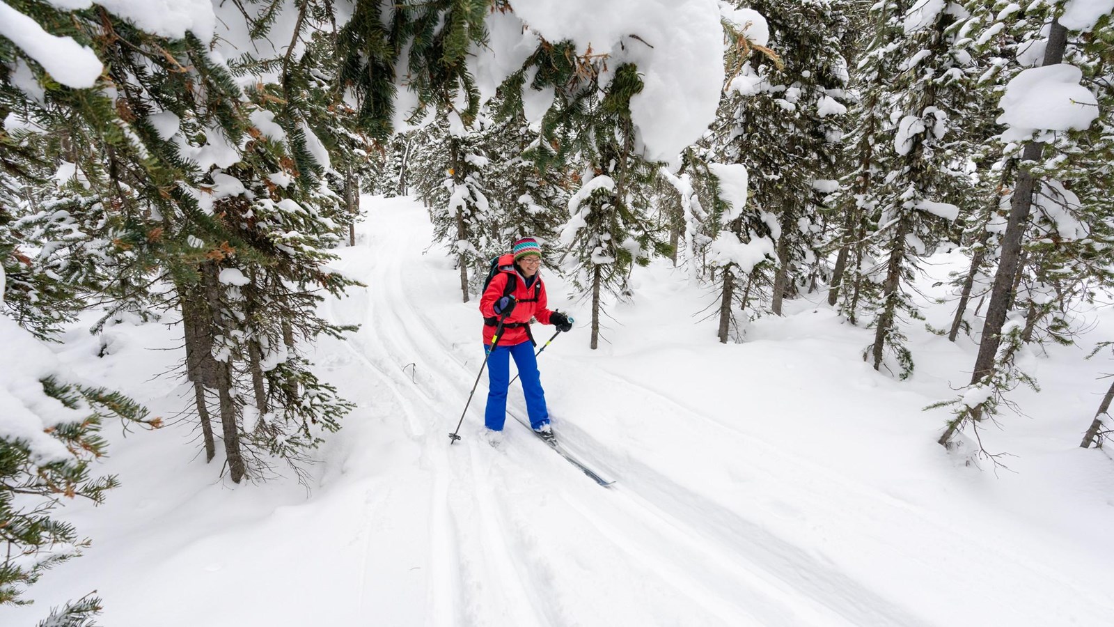 A person skis along a trail through a forest.
