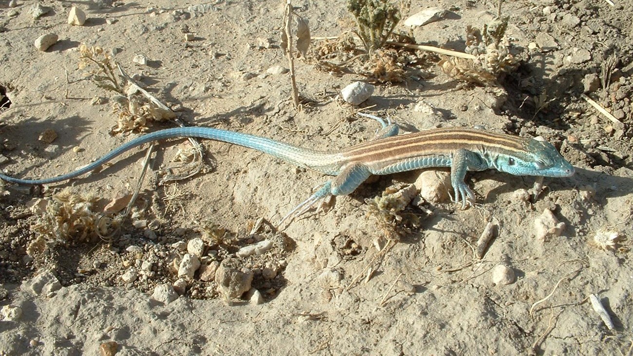 Close up of a large lizard with blue face and tail