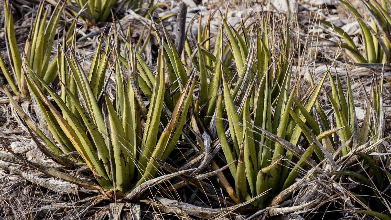 Several plants with short, thick leaves with a sharp point on the end grow along a hillside.