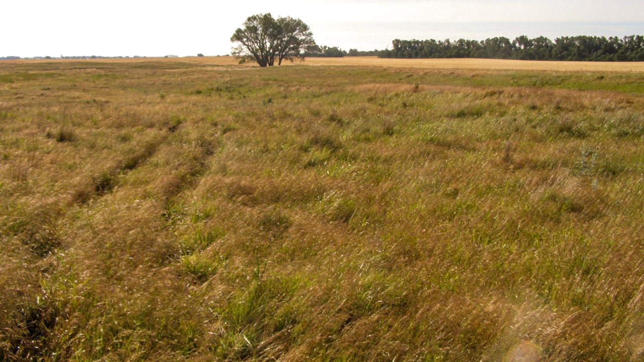 Santa Fe Trail Tracks (Dodge City Ruts) (U.S. National Park Service)