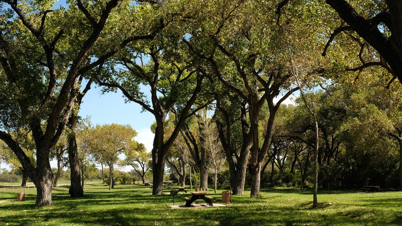 Photo of Rattlesnake Springs with a large grassy area with tall cottonwood trees and picnic tables.
