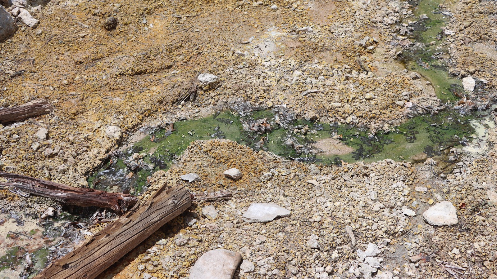A tiny stream of water containing bright green algae.