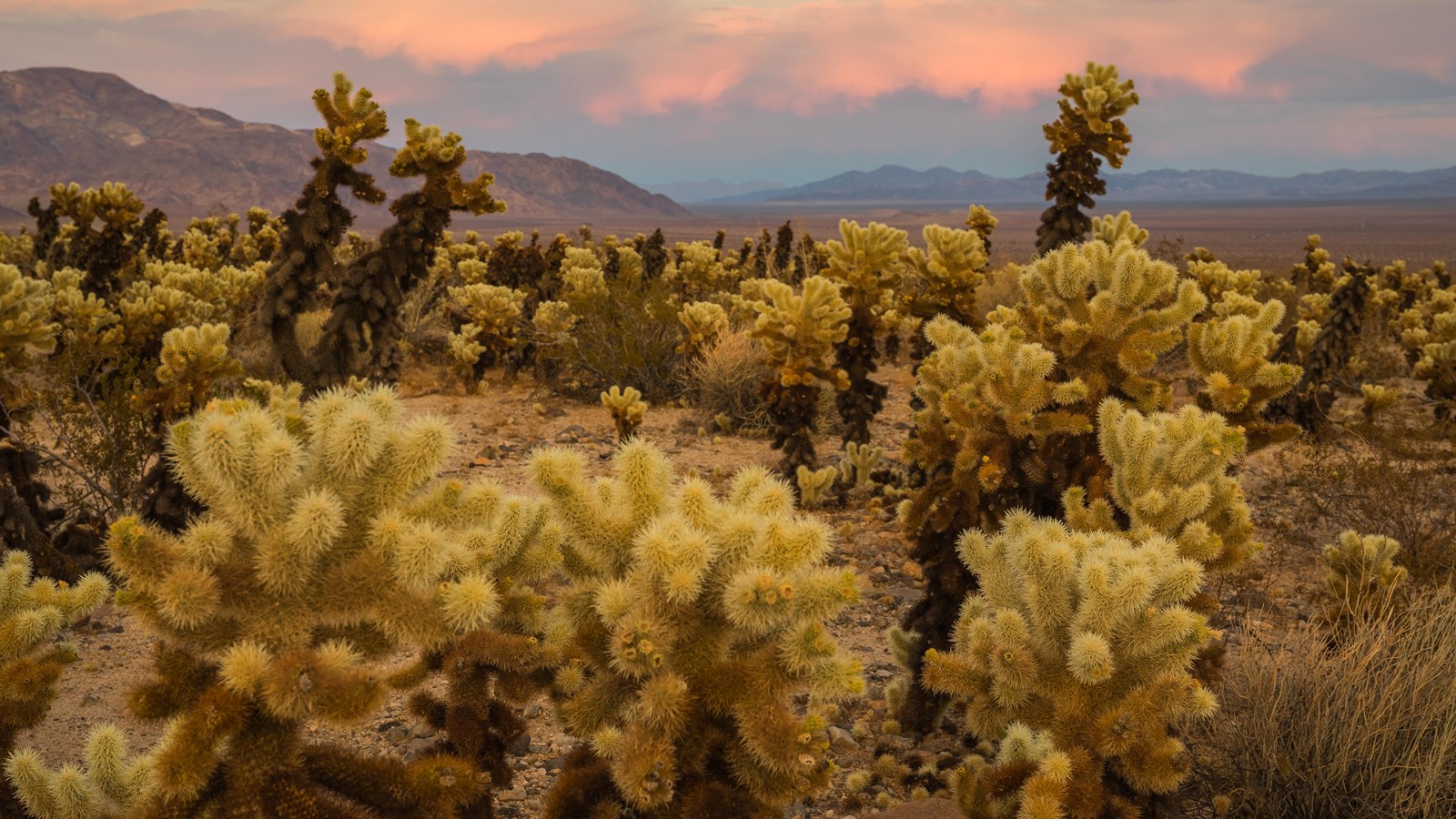 CACTUS GARDEN