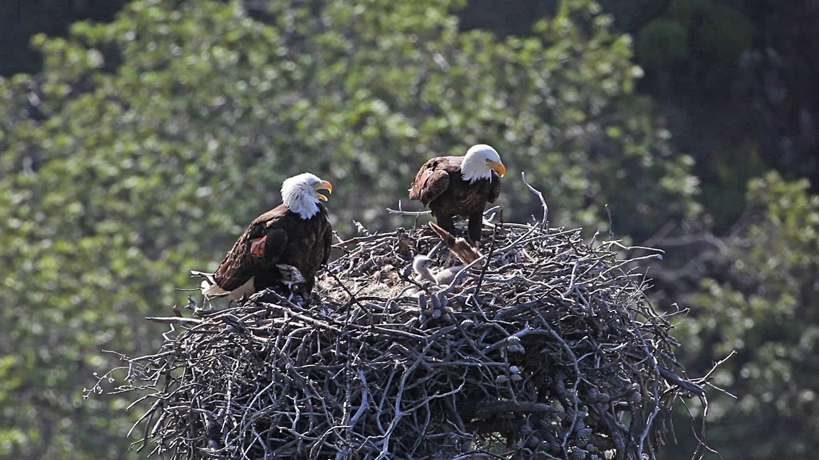 Large birds in large nest with two small chicks.