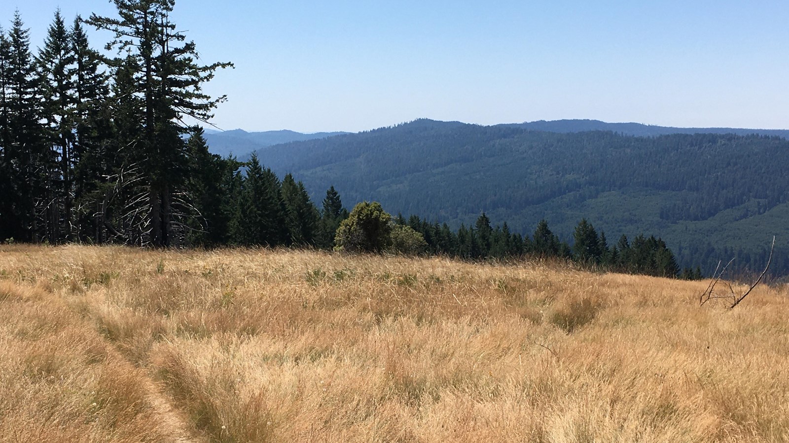 Brown grass waves on a hillside. Forets cover the hills on the far side of the valley.