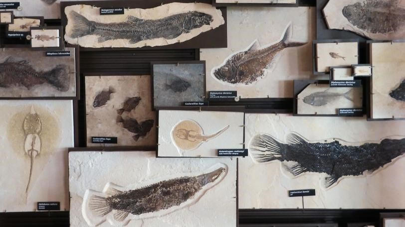 An exhibit showing a dozen or so fossil fishes.