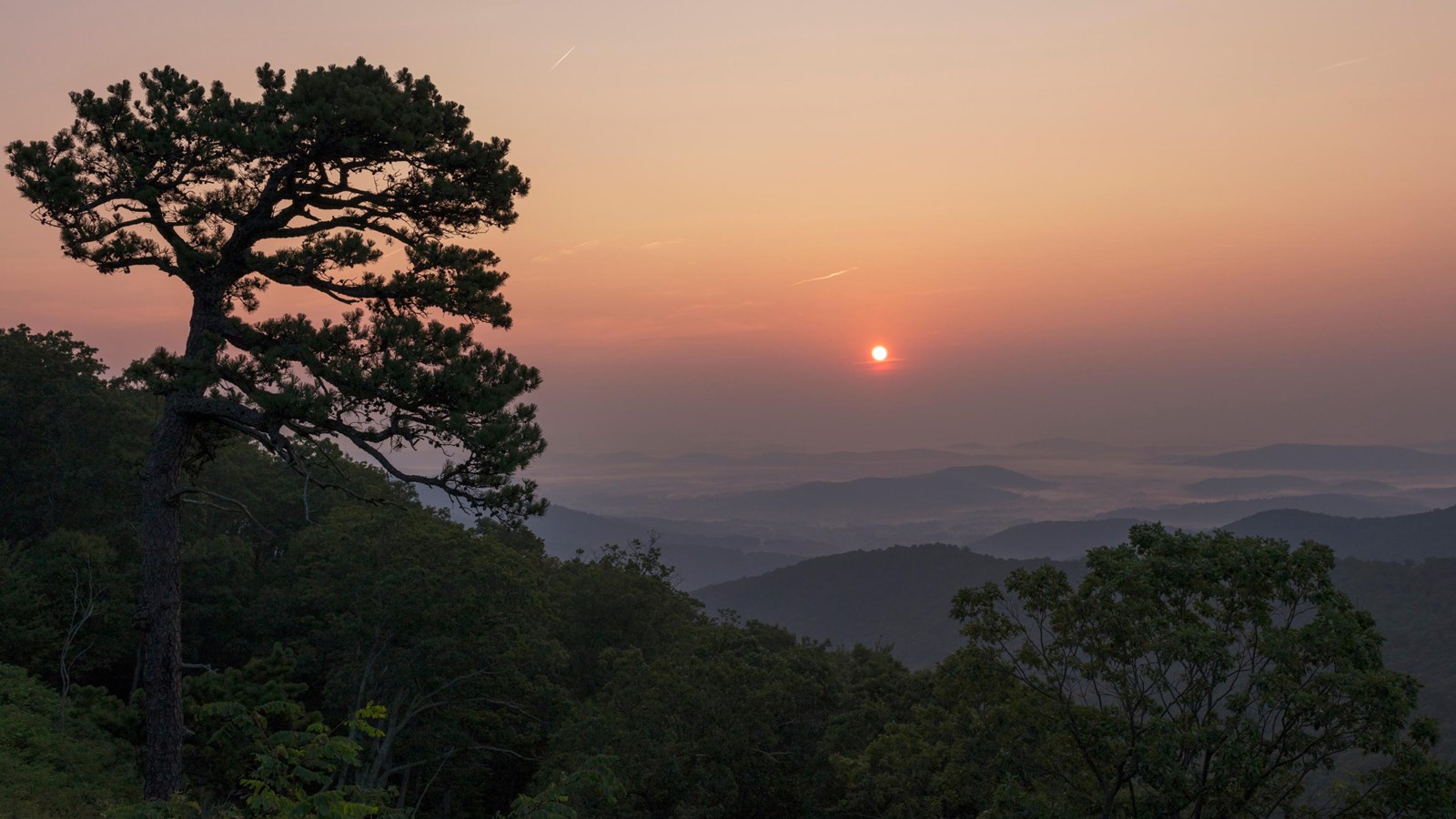 A tree silhouette from a scenic, forested overlook against a pink sunrise.