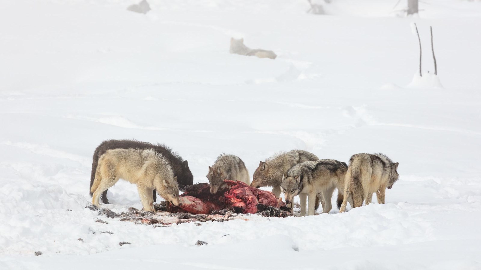 A pack of wolves feed on a bison carcass in the snow.