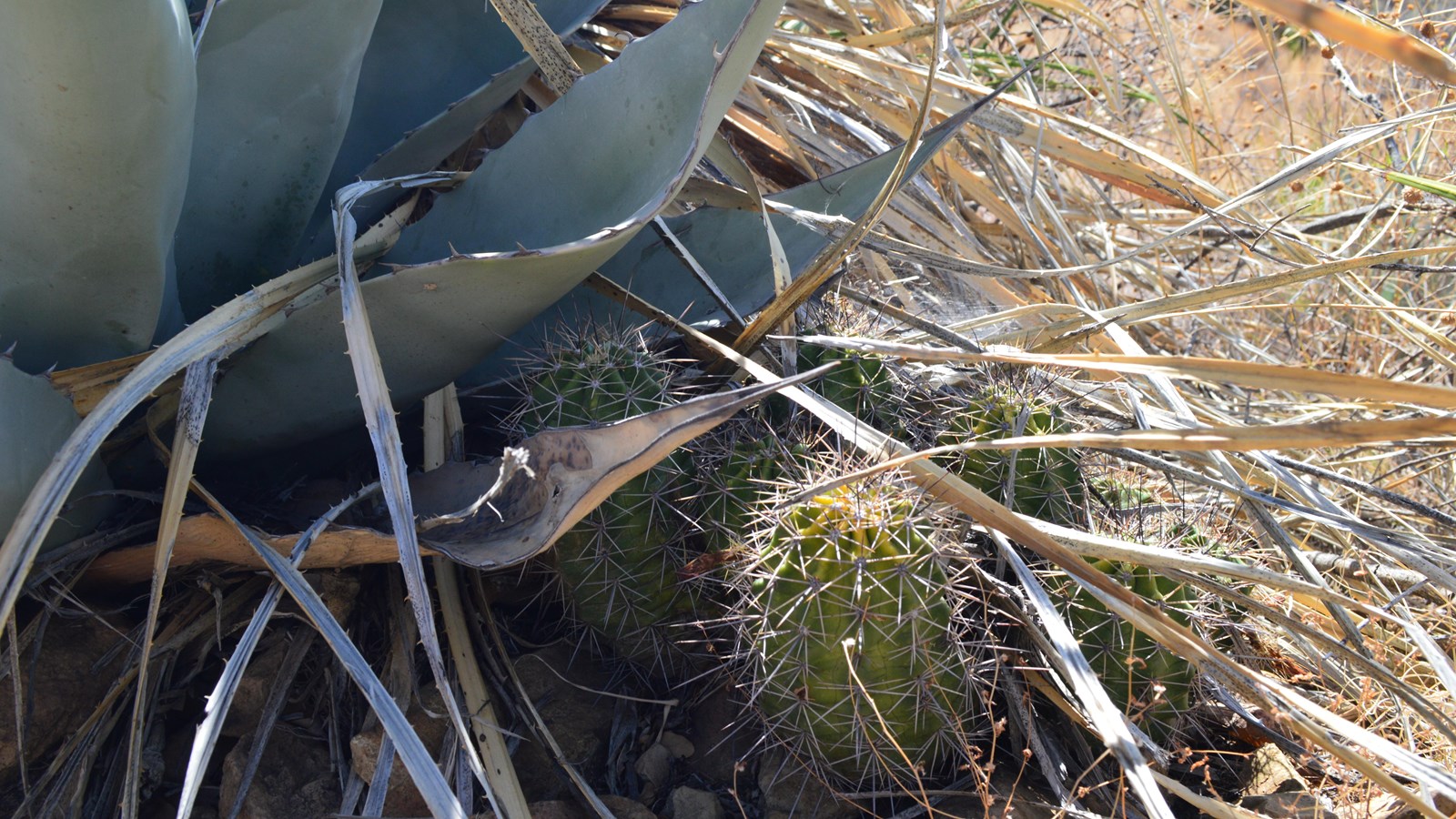 A small, ribbed cactus is growing in the shadow of a larger agave.