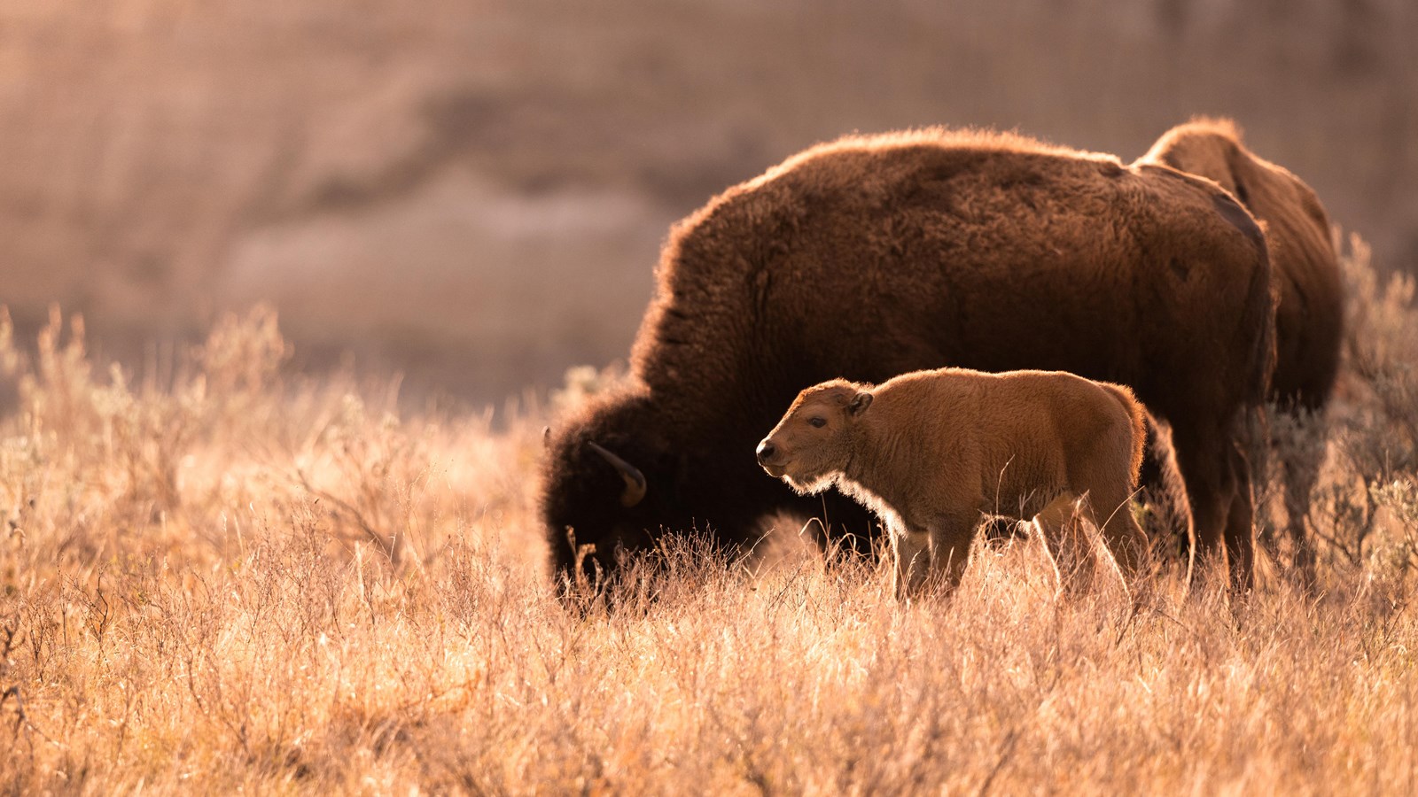 Bison and Calf