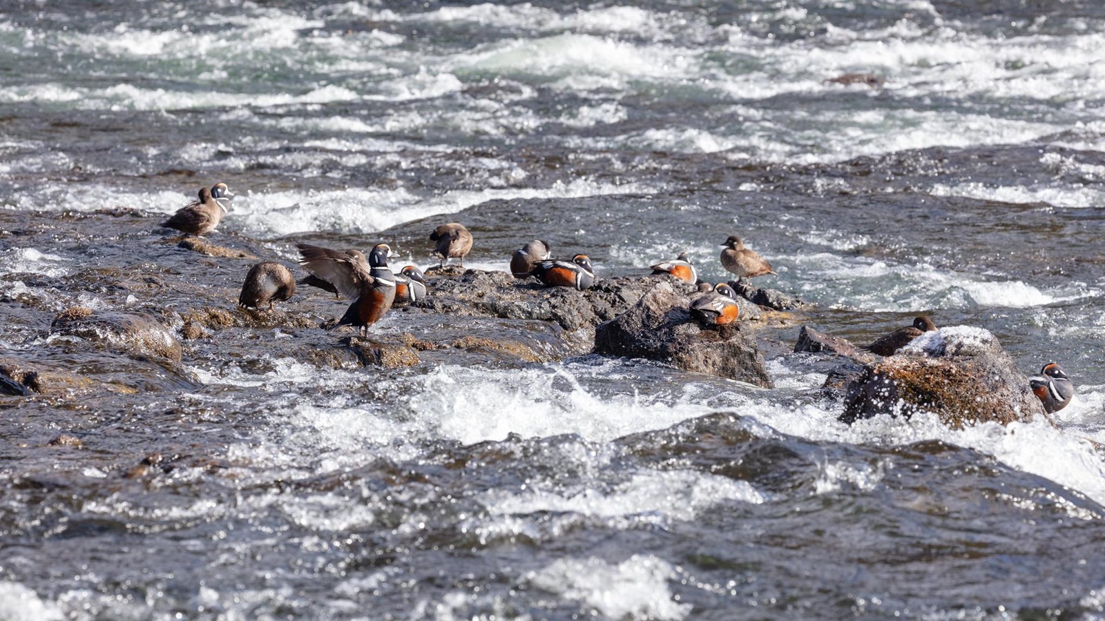 About a dozen harlequin ducks rest on rocks in the middle of a river rapid.