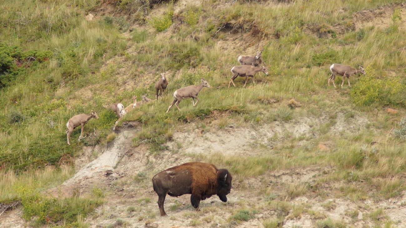 A group of bighorn sheep cross a hillside above a bison.