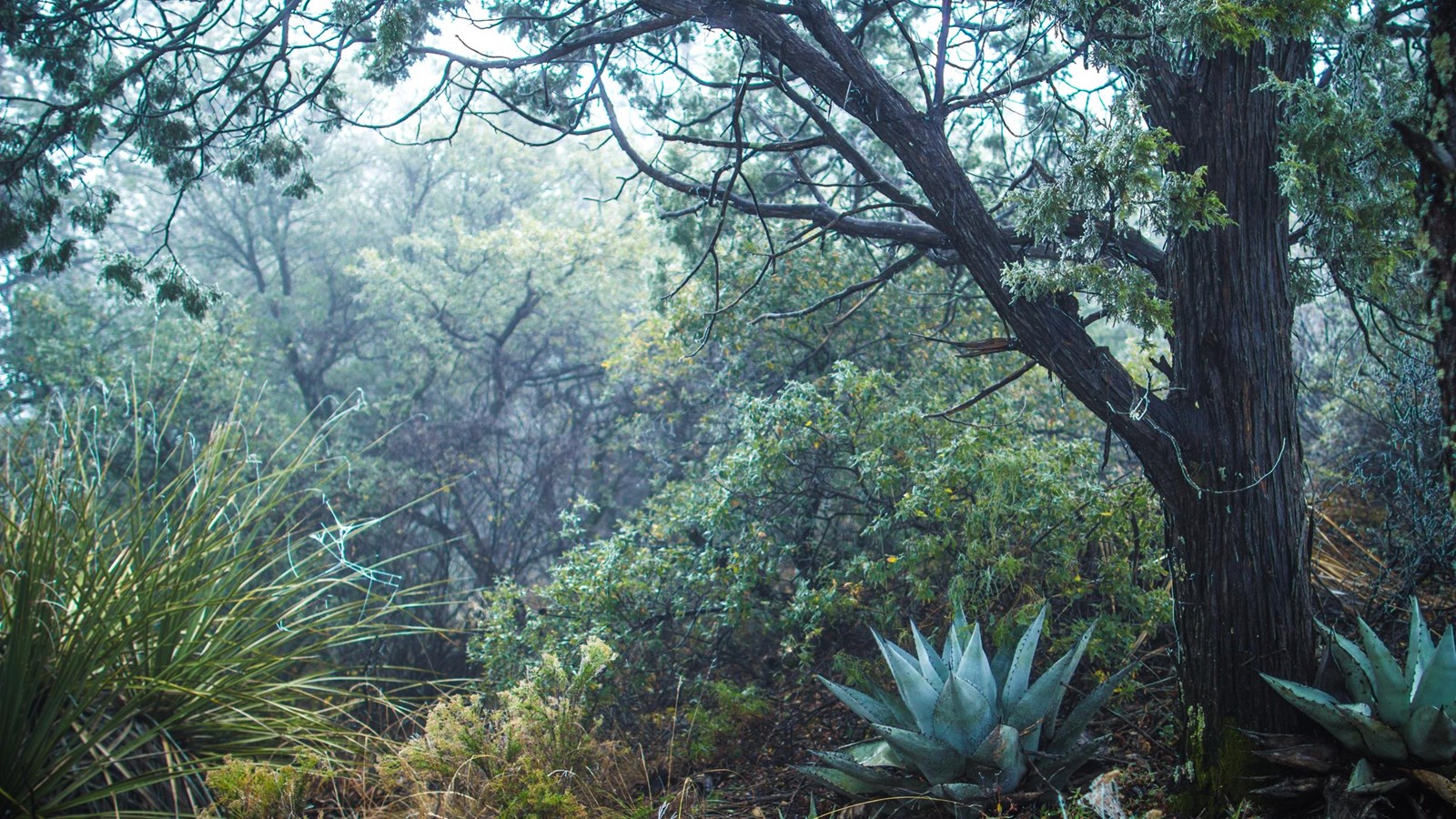 A light fog makes the forest look damp and very green.