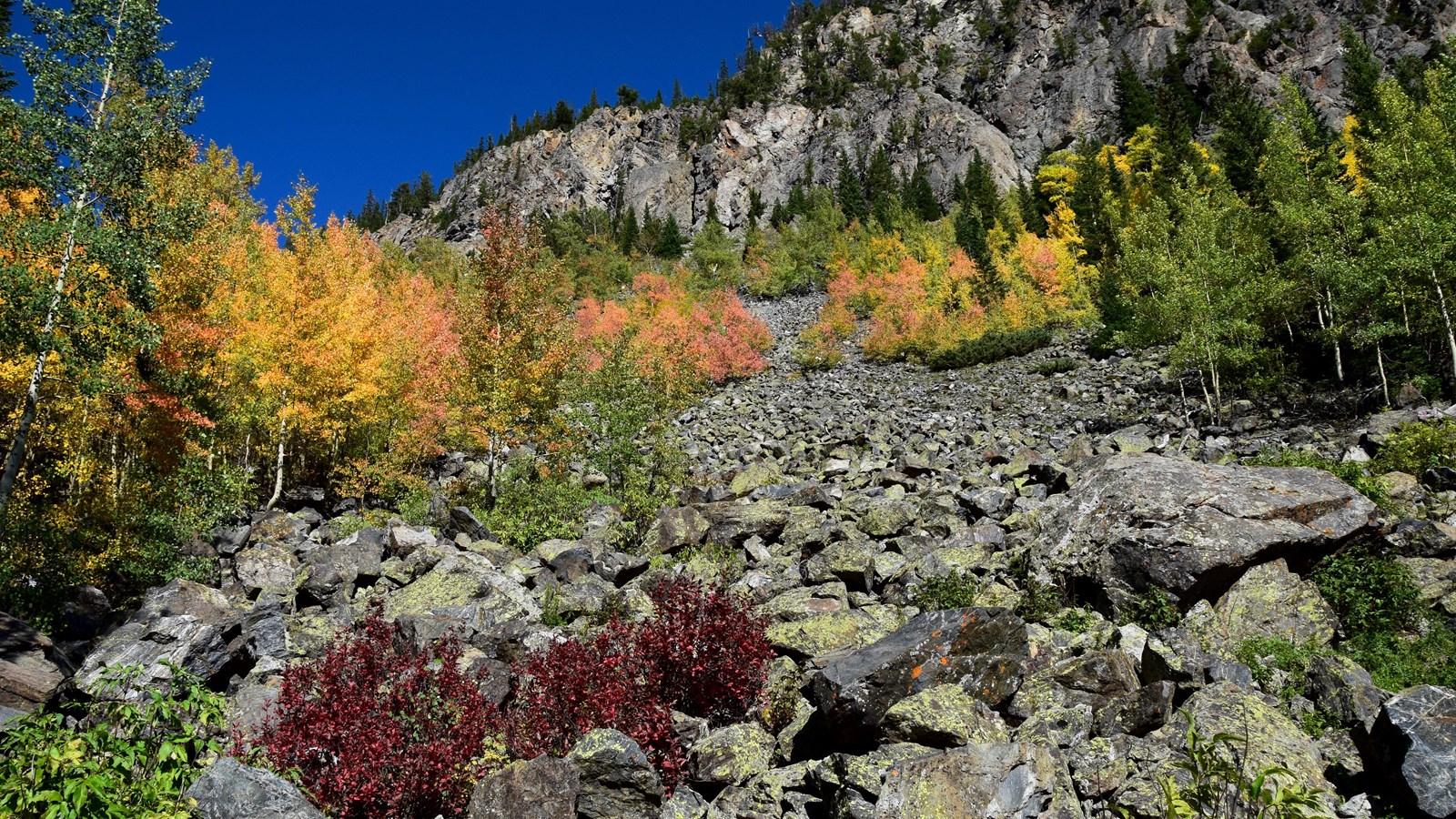 bright orange and yellow leaves dot trees along a mountain cliff