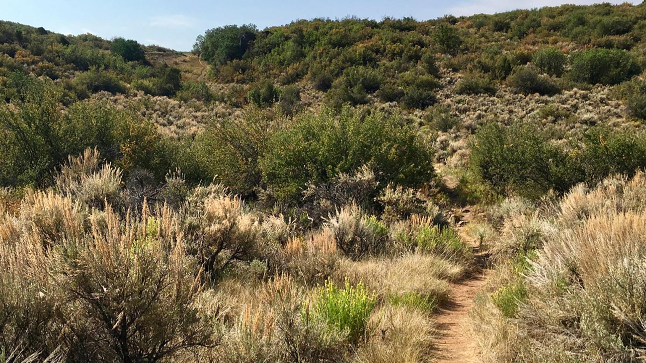 Deadhorse Trail