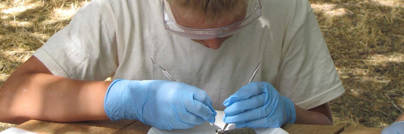 child dissecting owl pellet