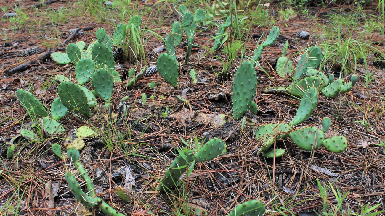 green prickly pear cactus grows low to the ground among pine needles and grasses