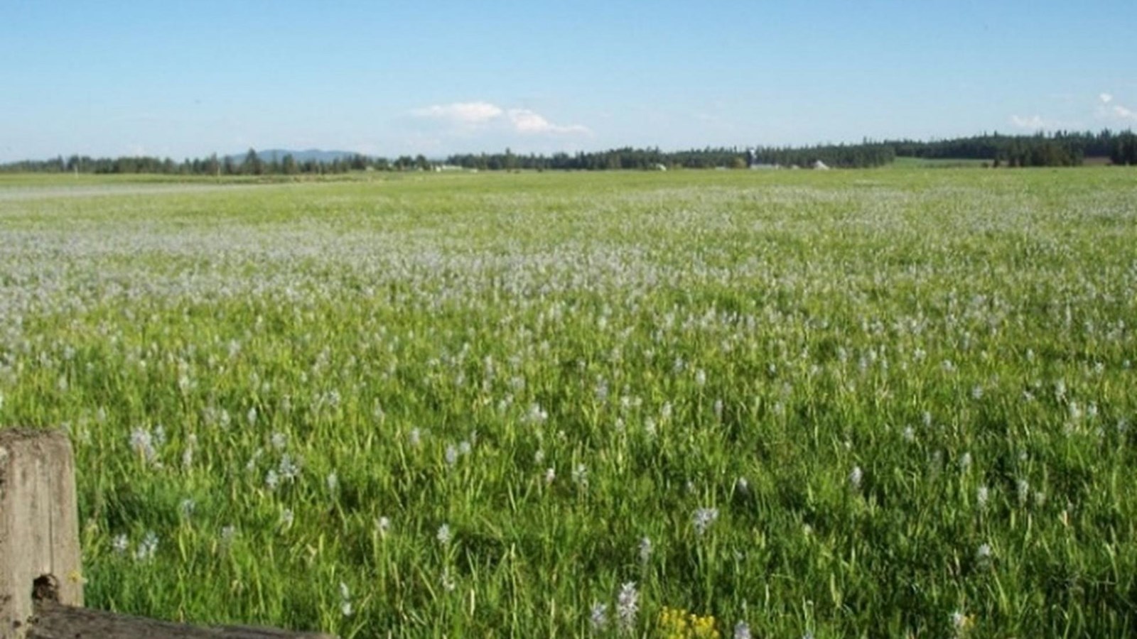 Field with green grasses and light blue flowers under a blue sky.