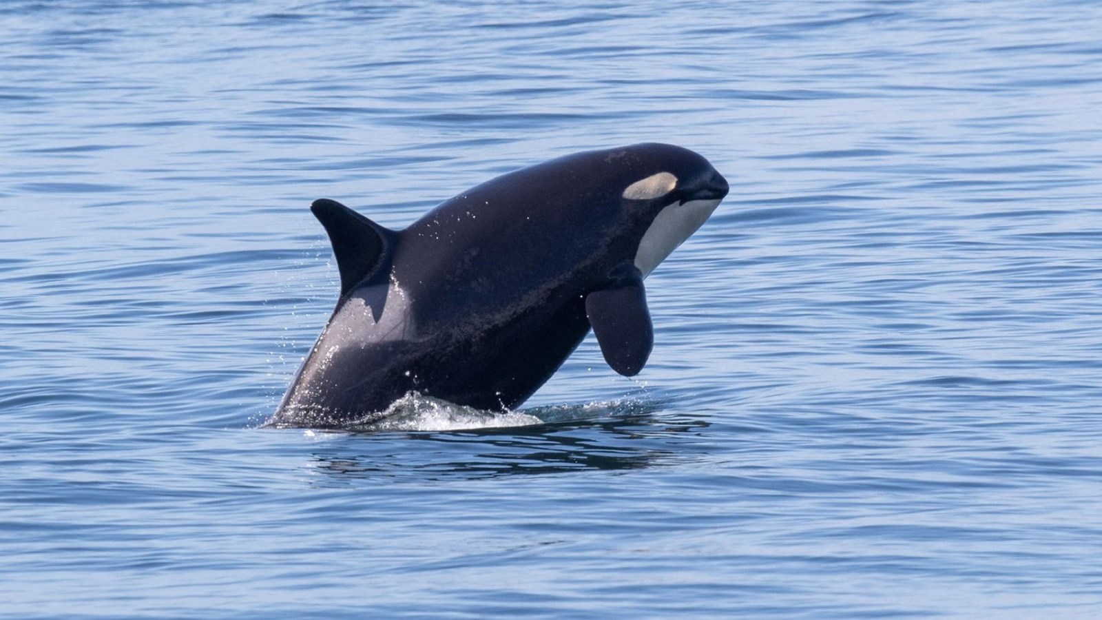 Color photograph of an Orca fully breaching