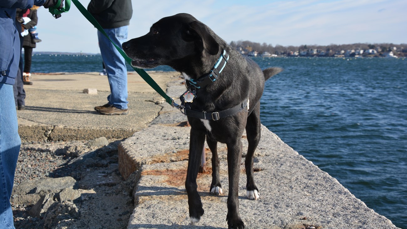 A person holds a leashed black dog as it walks on the wharf next to the harbor