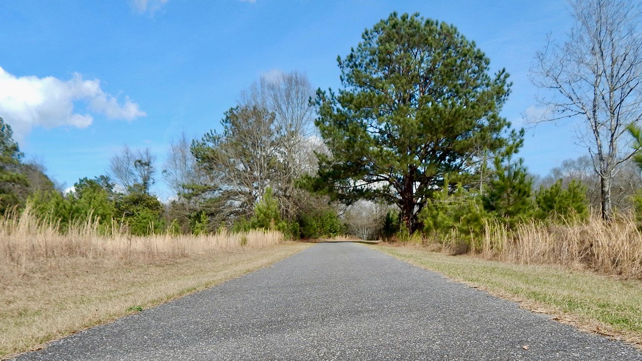 A close-up shot of one of the biking trails in the park.