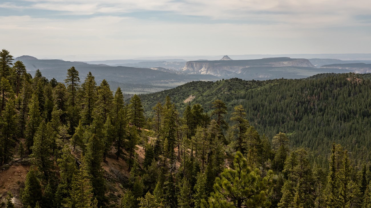 Forested hills with rock formations in the background