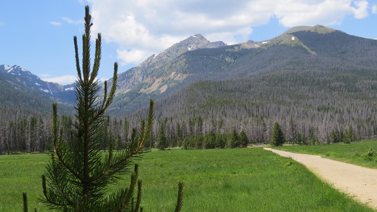a tree and grasslined trail heads toward mountain tops in the distance